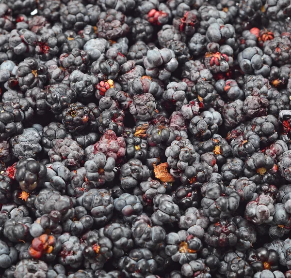 黑莓 (悬钩子属植物) 特写 — 图库照片