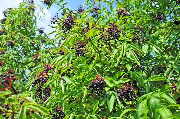 Ripe elderberry on branch — Stock Photo, Image