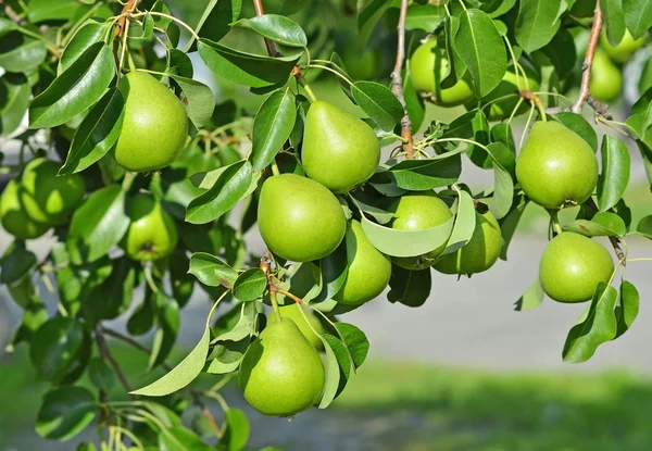 Poire verte sur la branche — Photo