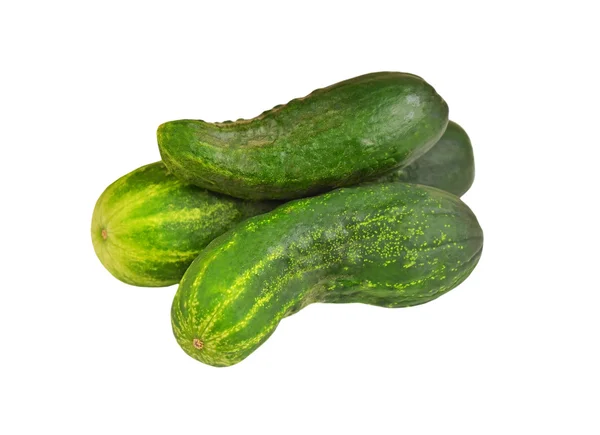 Green cucumber gherkin — Stock Photo, Image