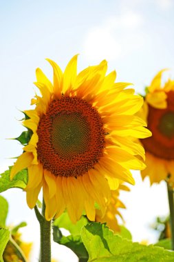 Ayçiçek (gündöndü) ve gökyüzü