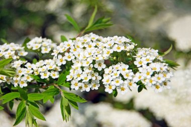 Alanlara bahar çiçek