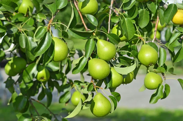 Green pear on the branch — Stock Photo, Image