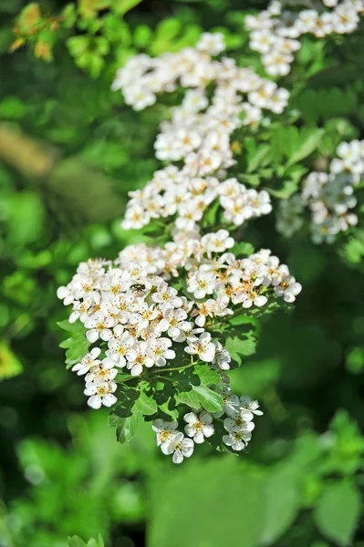 シモツケ属の春の花 — ストック写真