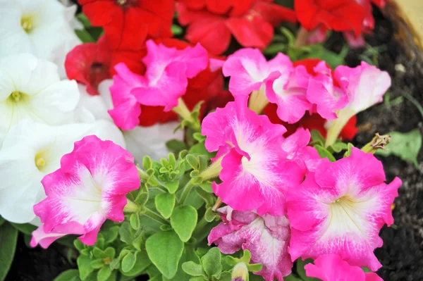 Rosa Petunienblüte — Stockfoto