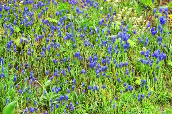 Traubenhyazinthe (Muscari)) — Stockfoto