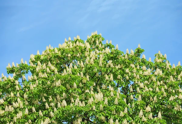 Fioritura primaverile fiore di castagno (Castanea sativa) — Foto Stock