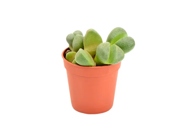 Succulent plant Lithops — Stock Photo, Image