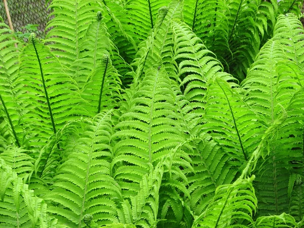 緑のシダ ワラビ — ストック写真
