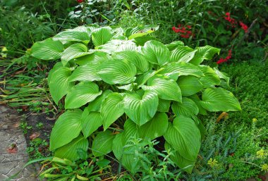 Hosta Guacomole Bahçe