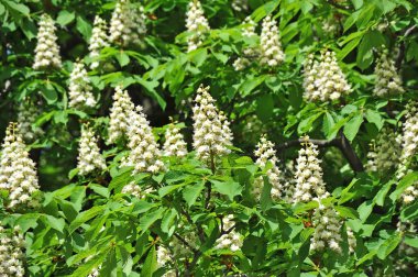 Bahar (Castanea sativa) kestane çiçek çiçek