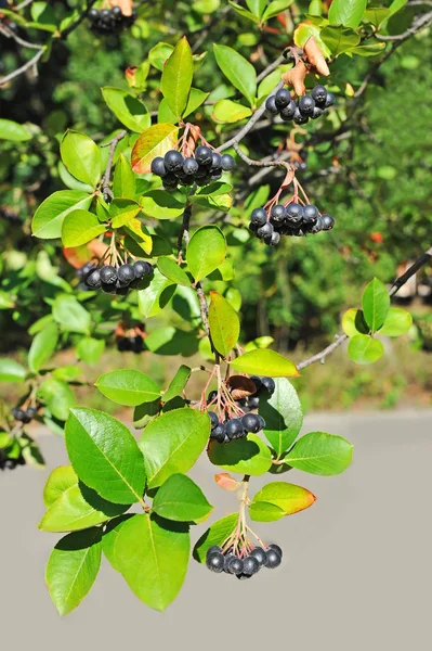 Framboise noire (Aronia melanocarpa ) — Photo