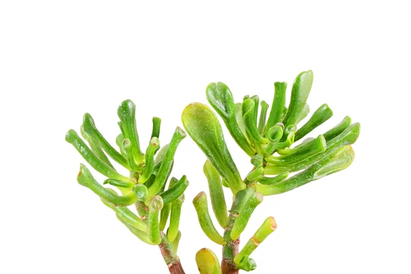 Crassula helmsii Kirk (Tillaea) — Stock fotografie