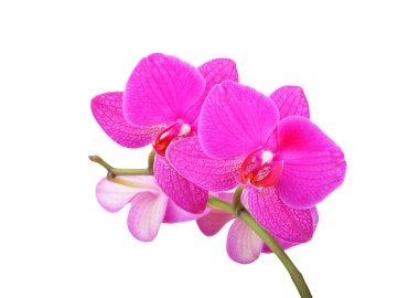 Pembe orkide çiçeği.
