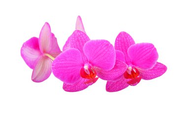 Pembe orkide çiçeği.