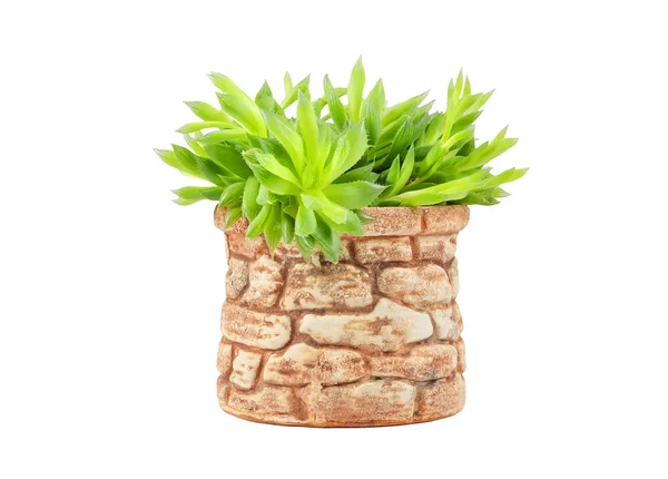 Succulent plant in pot — Stock Photo, Image