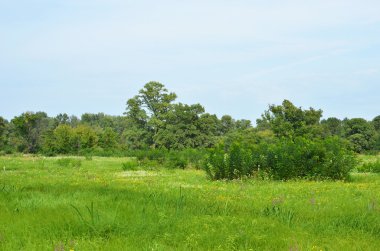 çayır bahar meşe ağacı