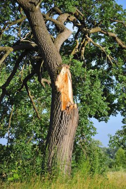ağaç, yıldırım kırık
