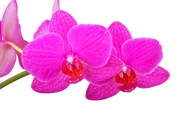 Roze orchidee bloem — Stockfoto