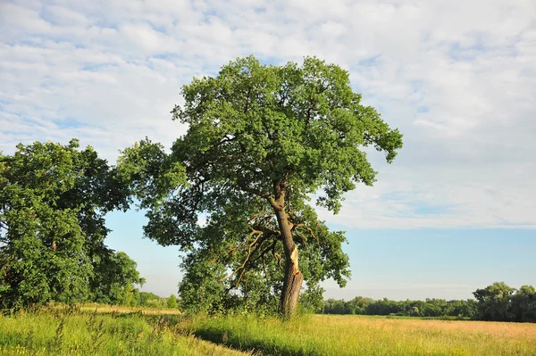 Ağaç, yıldırım kırık — Stok fotoğraf