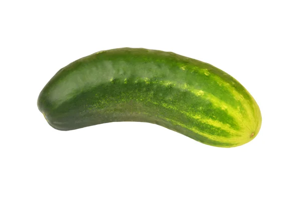 Green cucumber gherkin — Stock Photo, Image