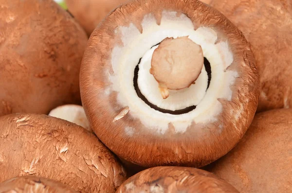 Champignon (Fungo vero ) — Foto Stock