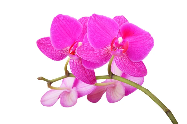 Flor de orquídea rosa — Fotografia de Stock