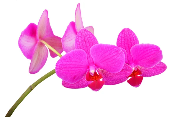 Flor de orquídea rosa — Fotografia de Stock