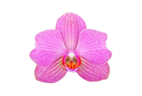 Pink orchid flower — Stock Photo, Image