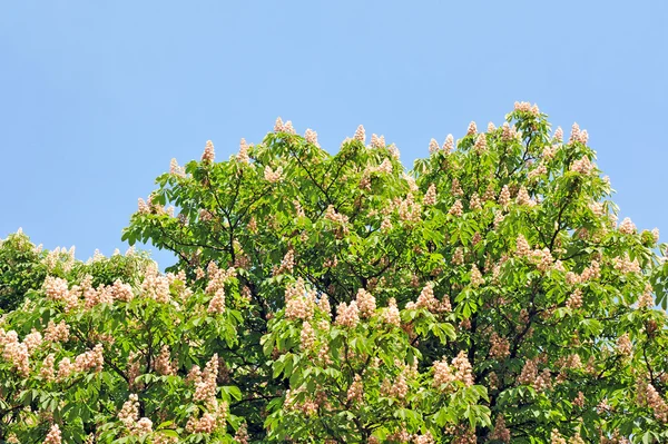 Flor de castanheiro (Castanea sativa) — Fotografia de Stock