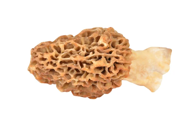 Fungo Morchella esculenta — Foto Stock