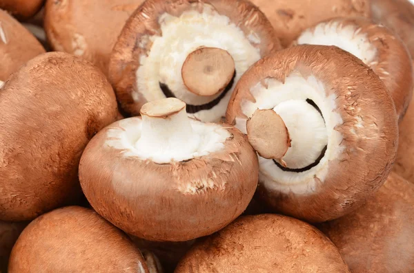 Champignon (verdadeiro cogumelo ) — Fotografia de Stock