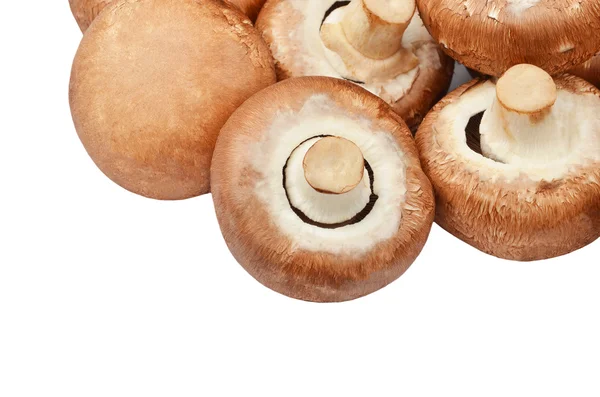 Champignon (prawdziwe grzyby) — Zdjęcie stockowe