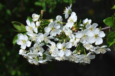 Kiraz ağacı çiçeği.