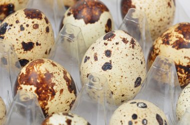 Plastik kabın içinde bıldırcın yumurtası.