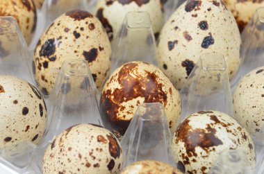 Plastik kabın içinde bıldırcın yumurtası.