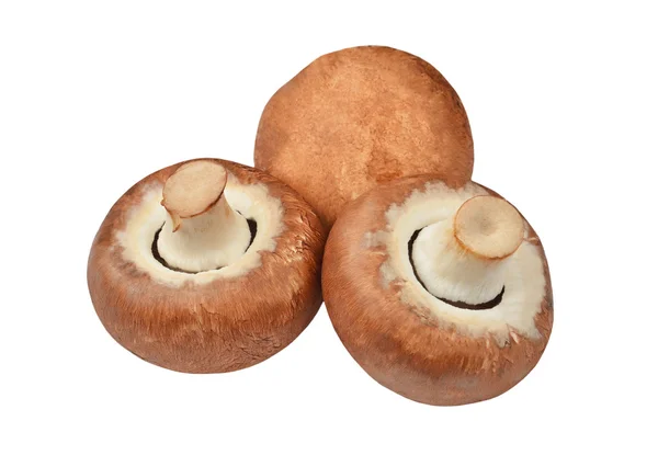 Champignon (prawdziwe grzyby) — Zdjęcie stockowe