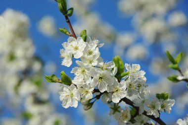 Kiraz ağacı çiçeği.