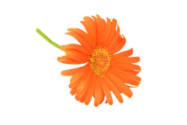 Turuncu gerbera çiçek