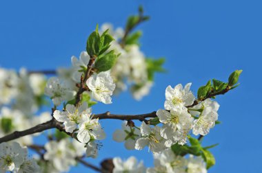 Kiraz ağacı çiçeği.