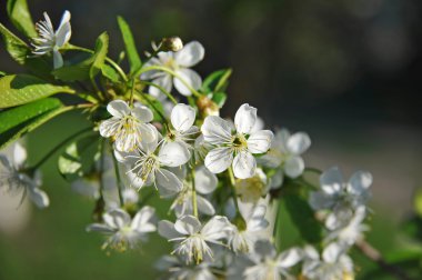 Kiraz ağacı çiçeği.