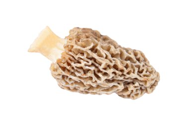 Morchella esculenta mantar