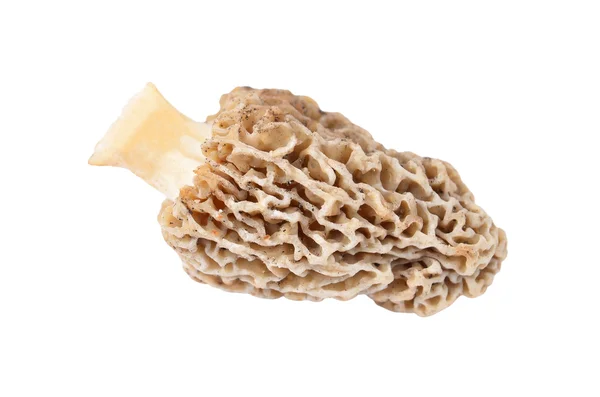 Morchella esculenta — Stockfoto