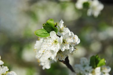 Kiraz ağacı çiçeği.