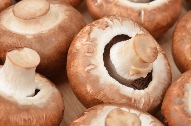 Champignon (gerçek mantar)