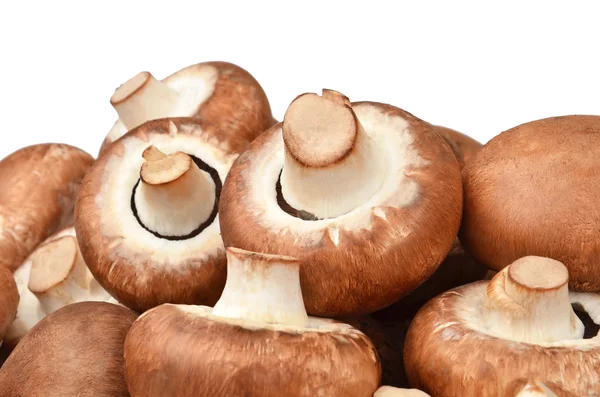 Champignon (gerçek mantar)