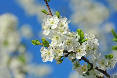 Kiraz ağacı çiçeği.
