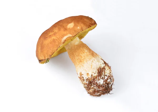 牛肝菌蓝靛果蘑菇 — 图库照片