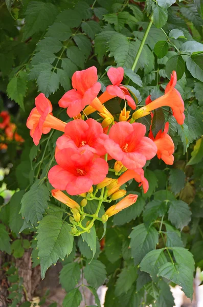 Kırmızı Campsis çiçek — Stok fotoğraf