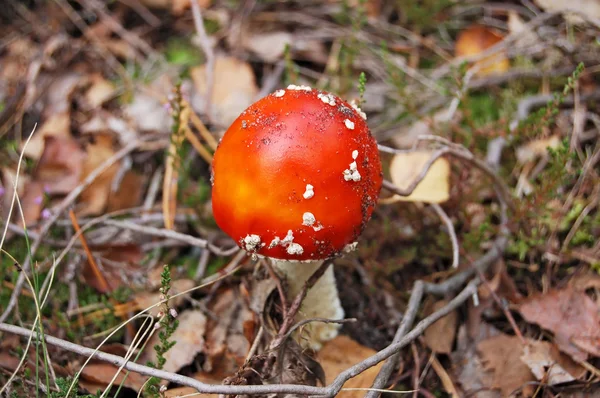 Amanita muscaria Pavel — Stock fotografie